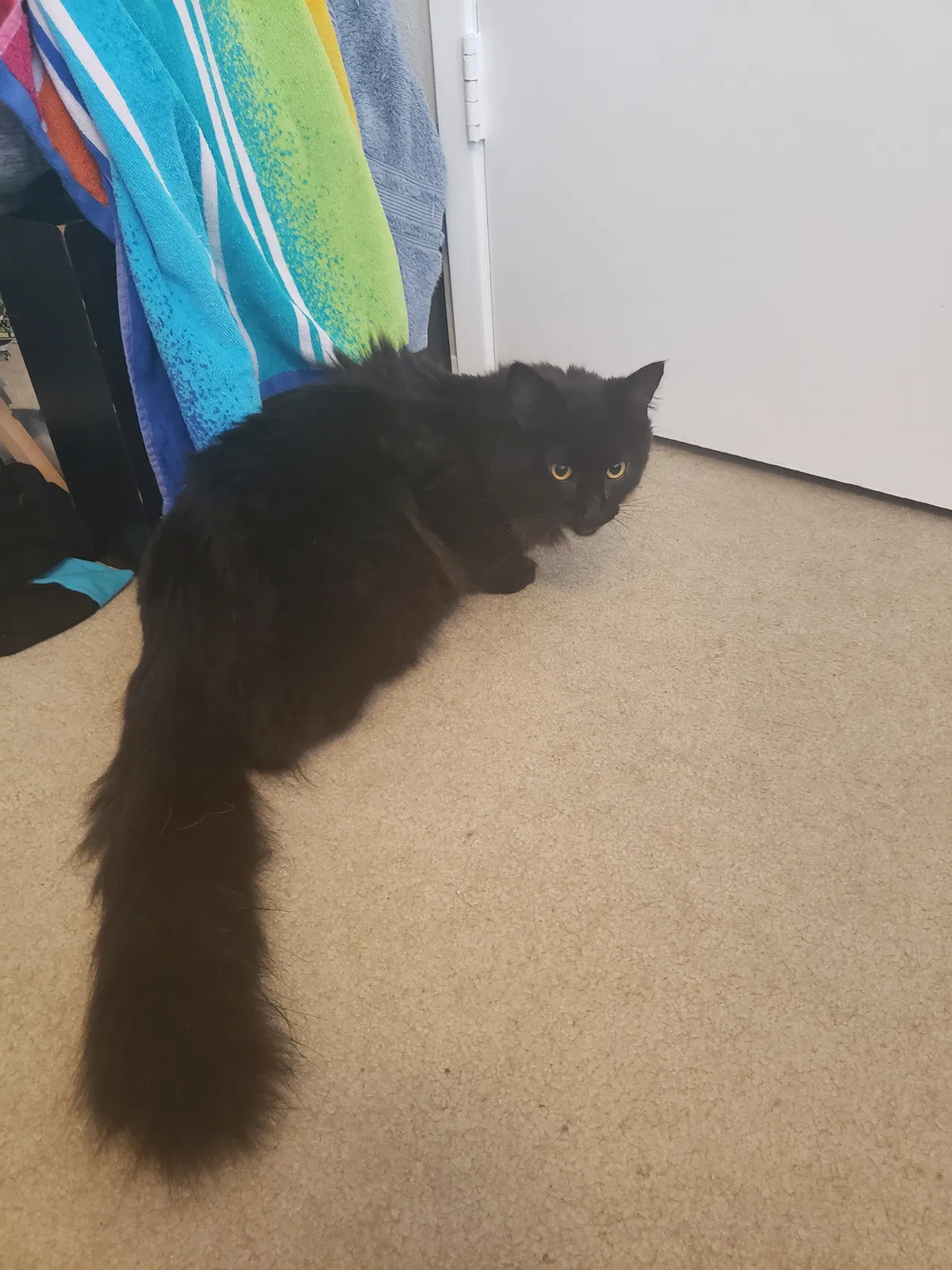 Lost cat in San Diego, CA, 92124