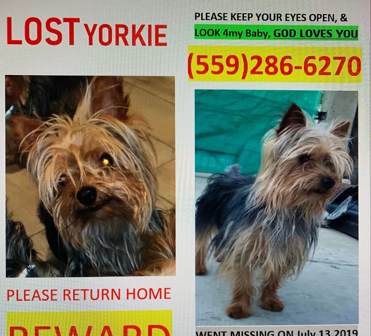 Lost dog in Santa Ana, CA, 92725