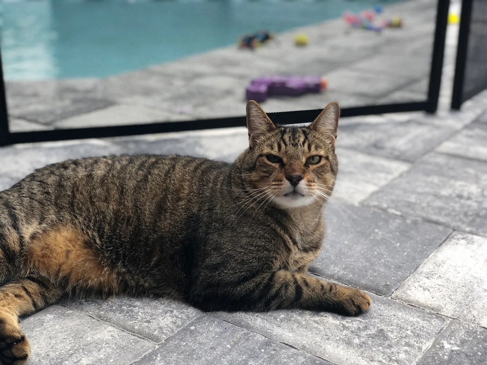 Lost cat in Cape Coral, FL, 33991