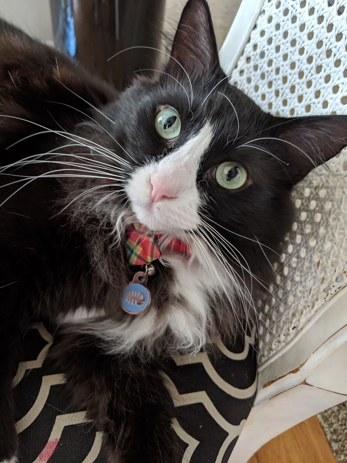 Lost cat in Sammamish, WA, 98075