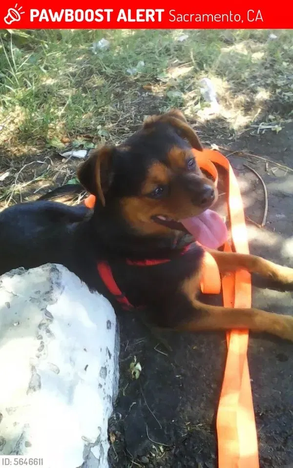 Lost dog in Sacramento, CA, 95815