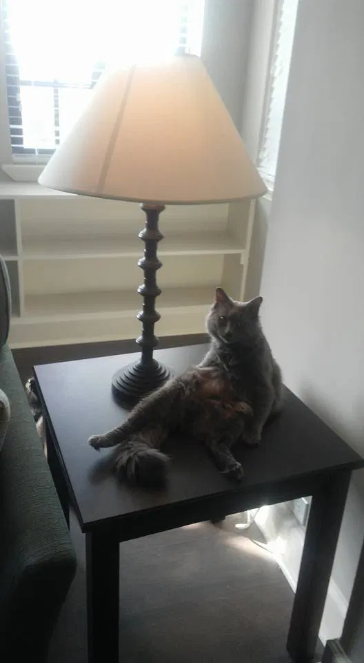 Lost cat in Dublin, PA, 18917