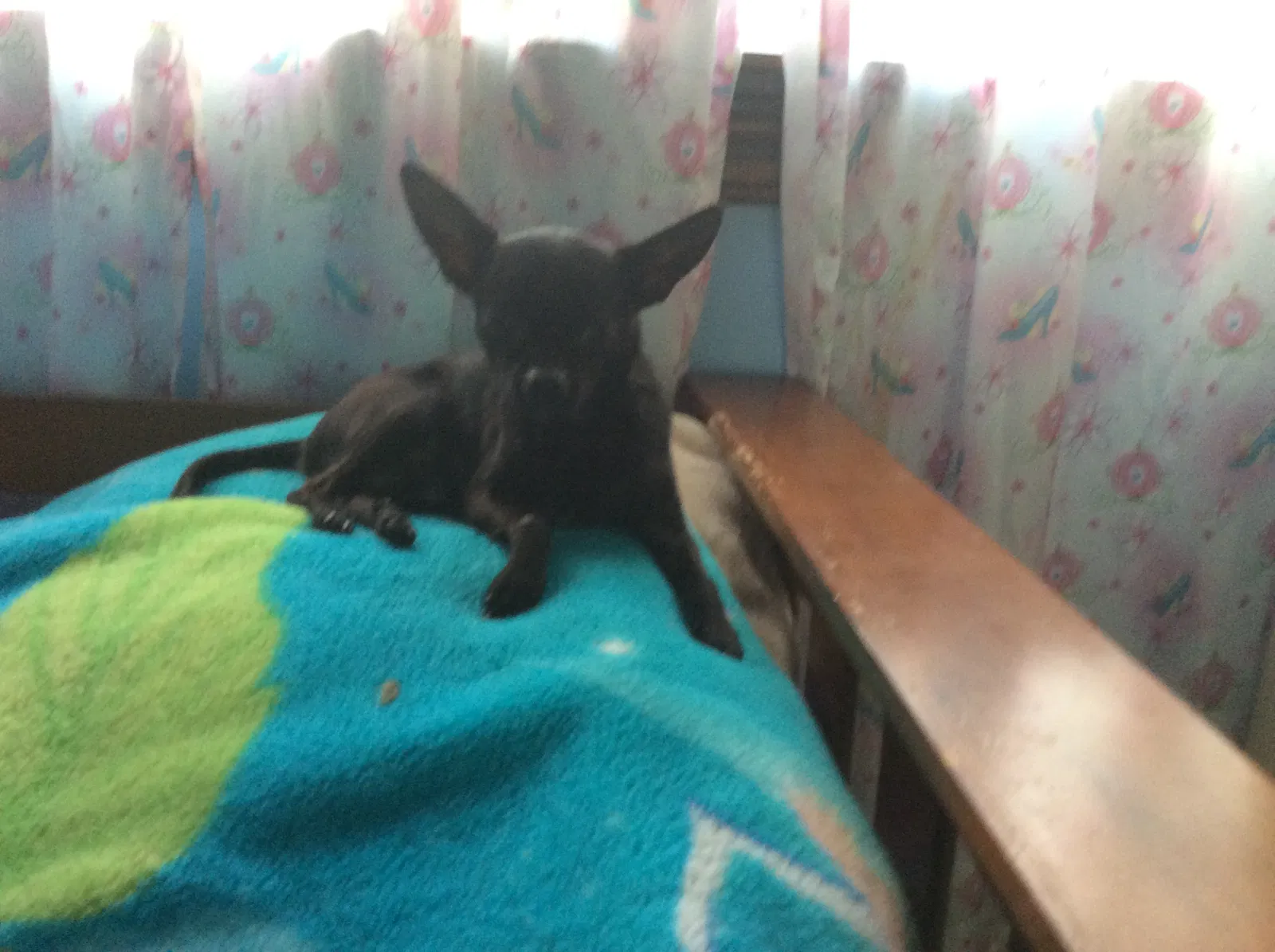 Lost dog in Logansport, IN, 46947