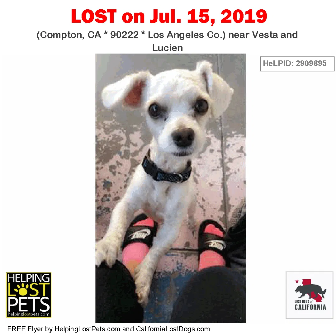 Lost dog in Los Angeles, CA, 90002