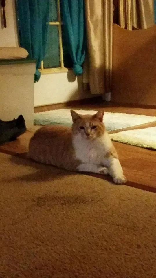 Lost cat in Mooresville, NC, 28115