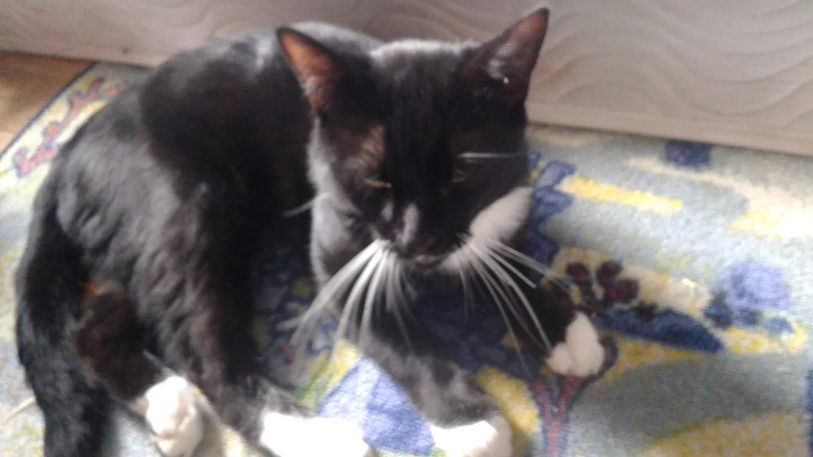 Lost cat in Unknown, CA, 0