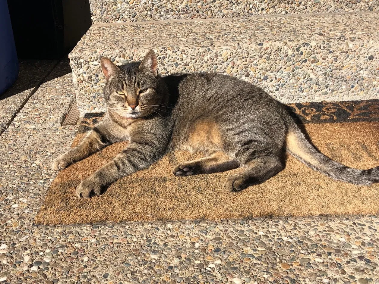 Lost cat in Fair Oaks, CA, 95628