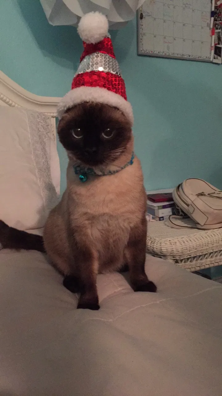 Lost cat in Fallbrook, CA, 92028