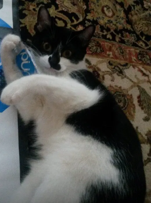 Lost cat in Clarksville, TN, 37043