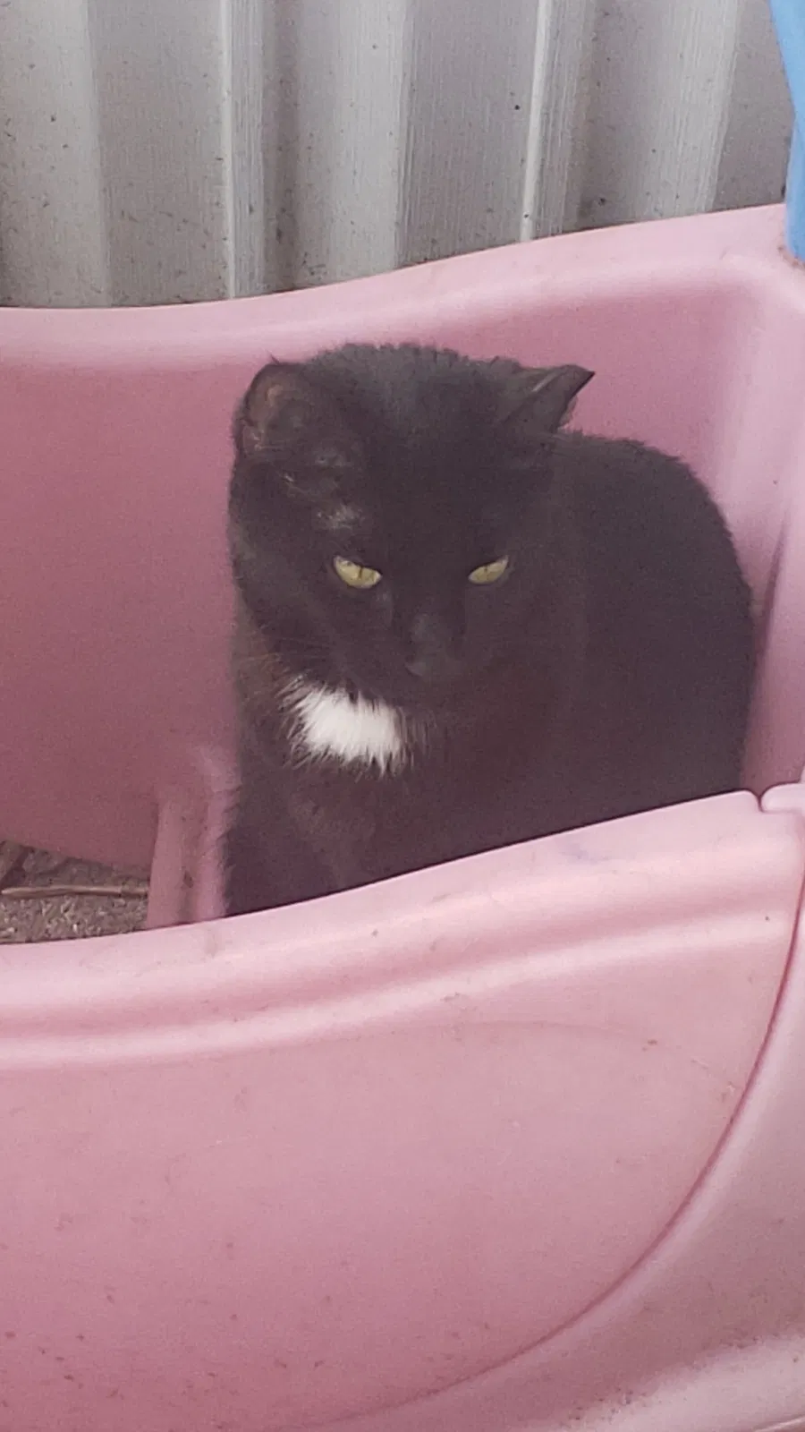 Lost cat in Oshkosh, WI, 54904