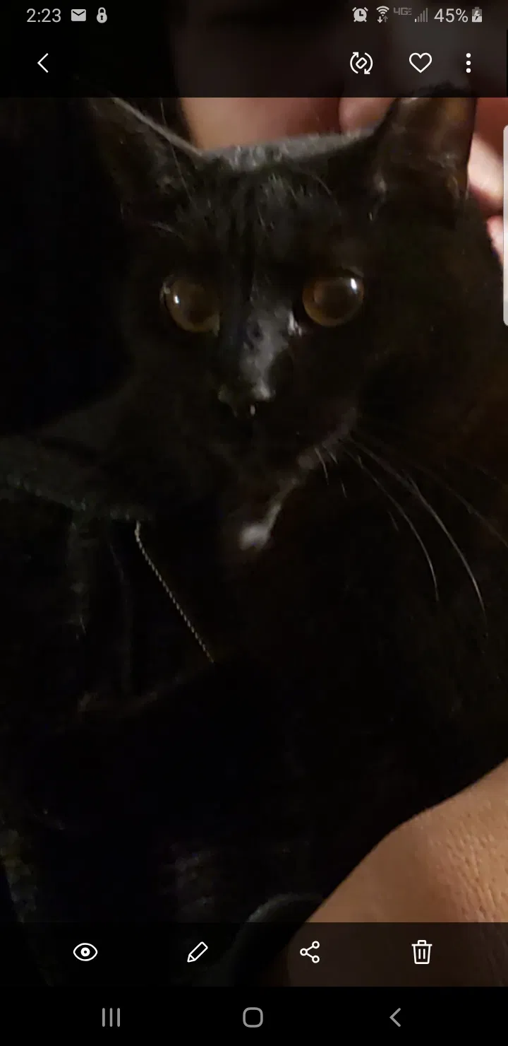 Lost cat in Oshkosh, WI, 54904