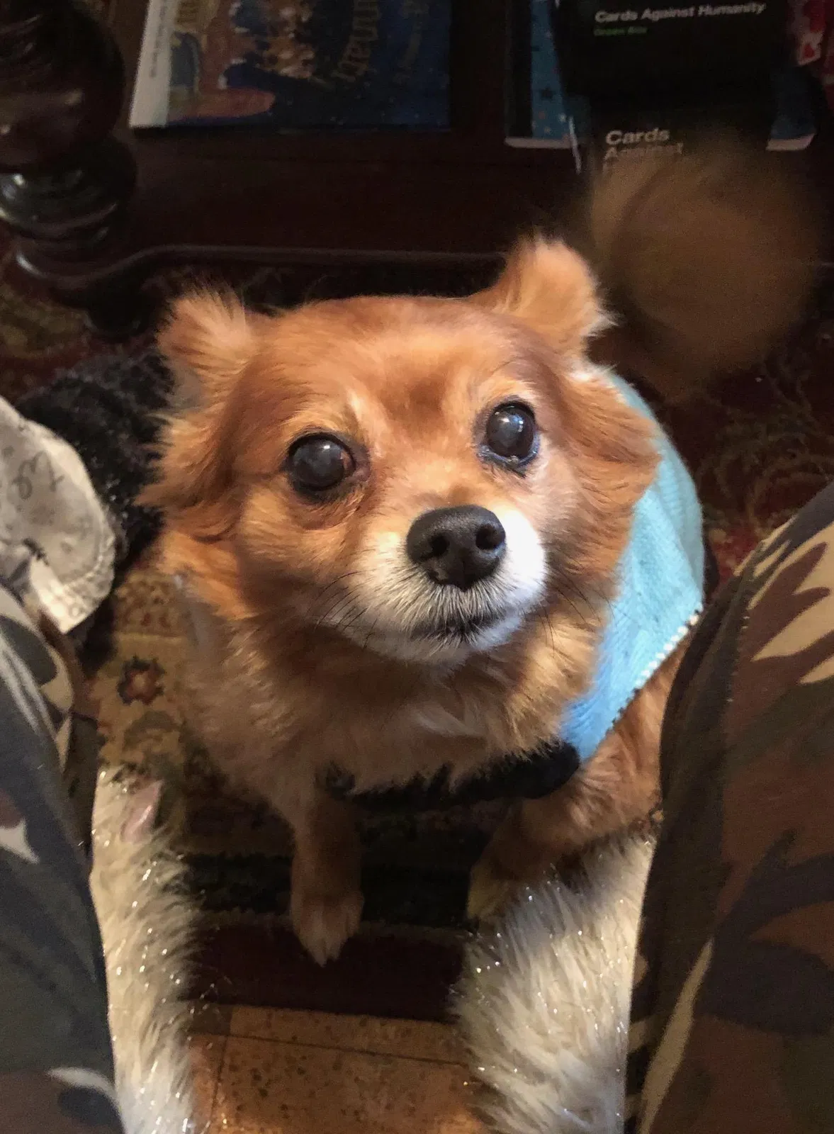 Lost dog in Cincinnati, OH, 45231