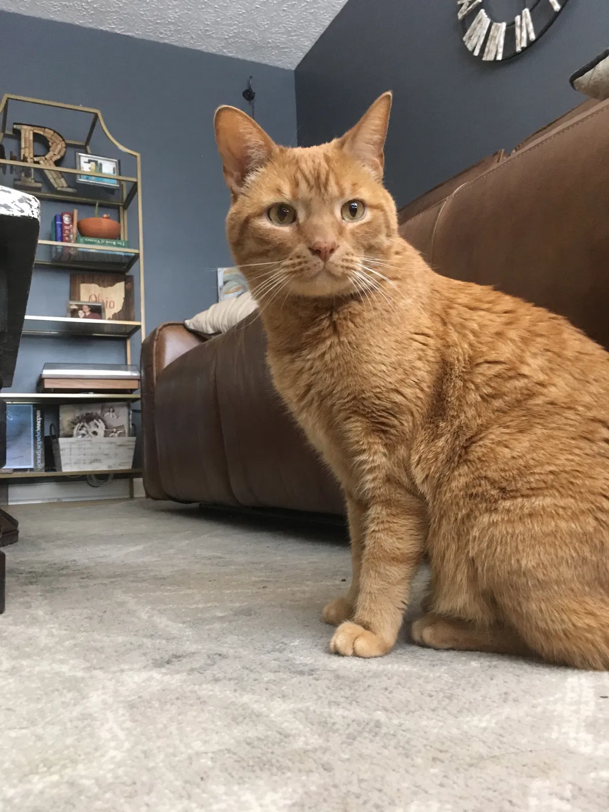 Lost cat in Westerville, OH, 43081
