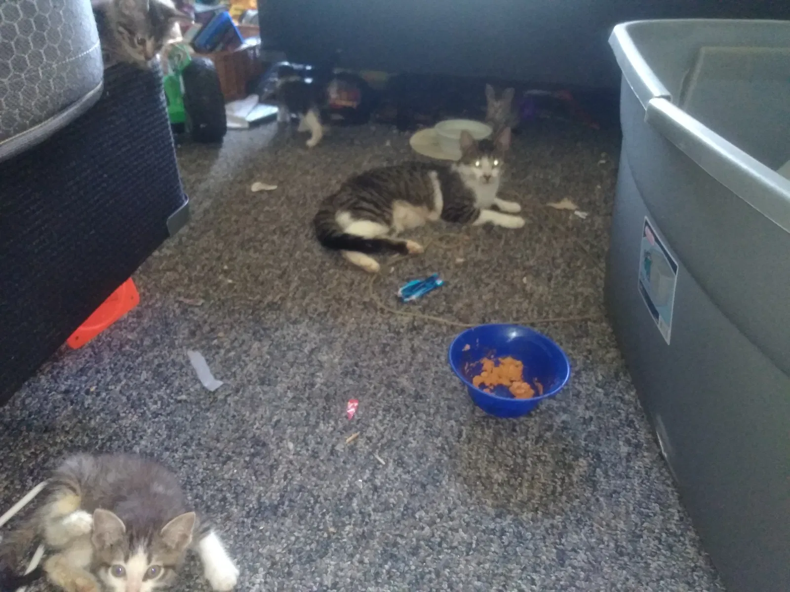 Found cat in Milan, MI, 48160