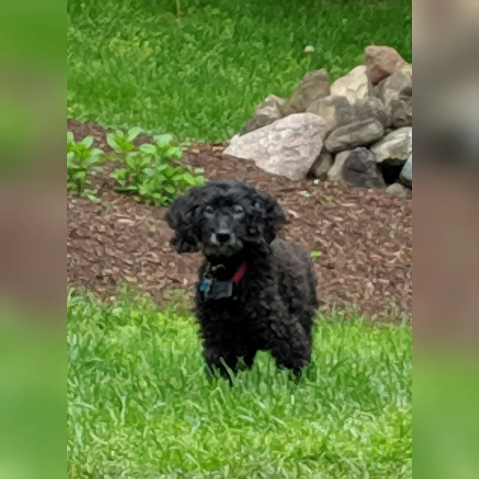 Lost dog in Fairport, NY, 14450