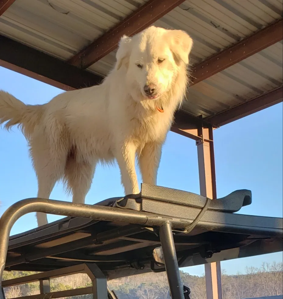 Lost dog in Pearcy, AR, 71964
