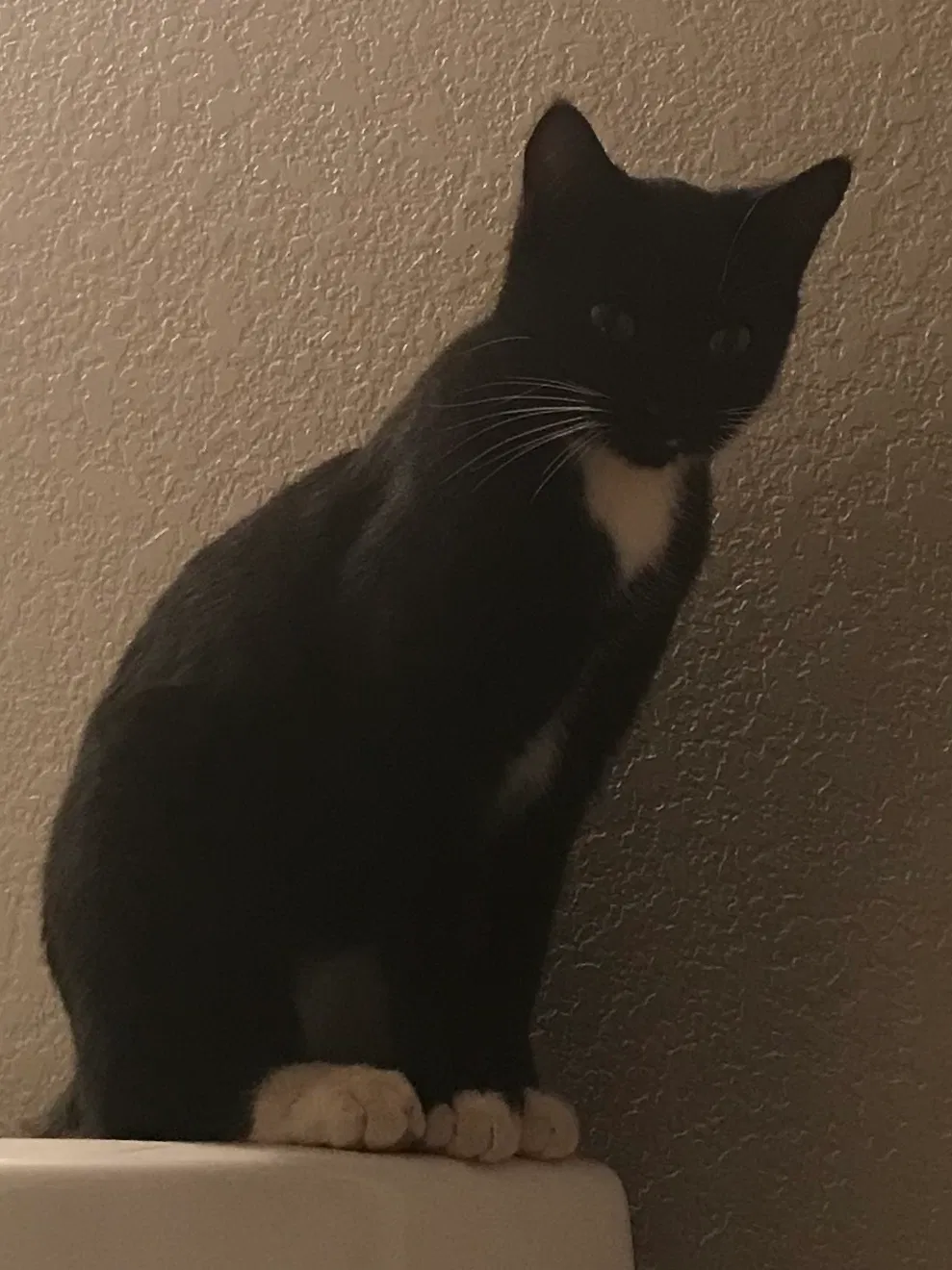 Lost cat in Queen Creek, AZ, 85142