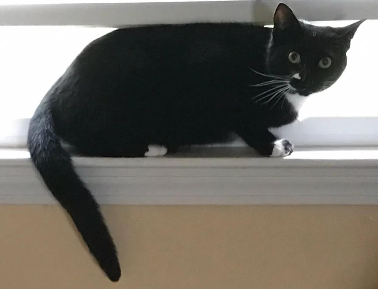 Lost cat in Holliston, MA, 1746