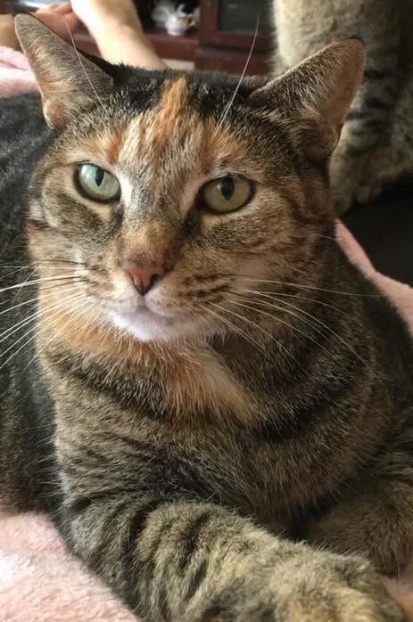Lost cat in New Braunfels, TX, 78130