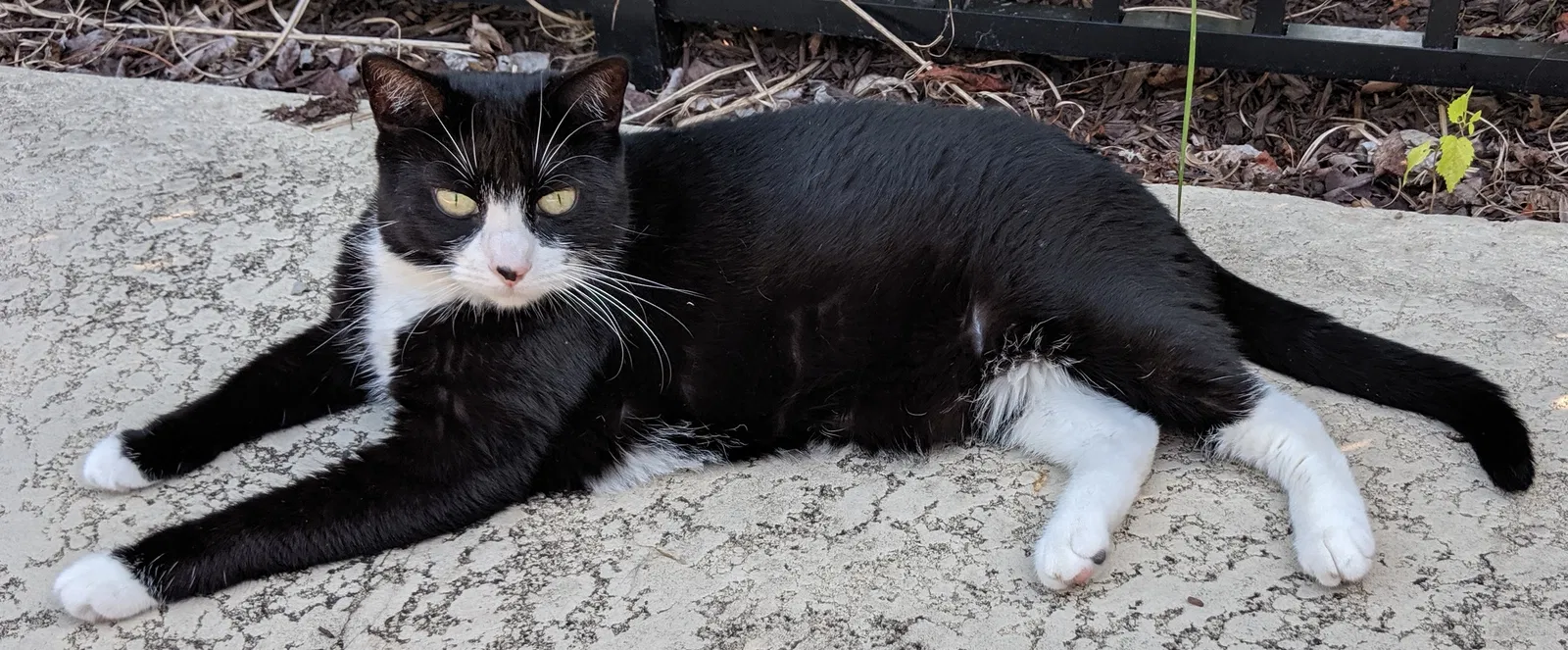 Lost cat in Keedysville, MD, 21756
