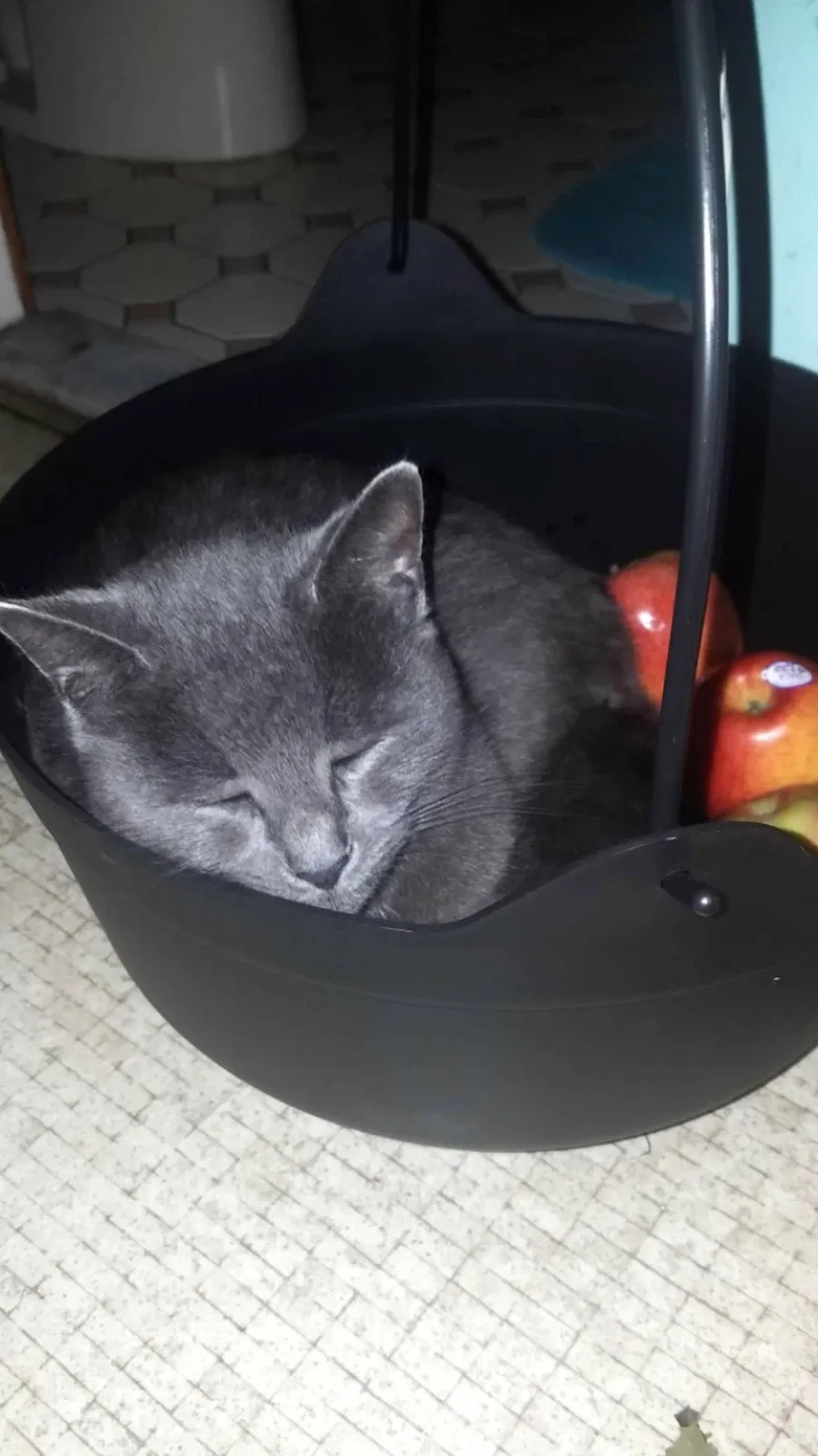 Lost cat in Buzzards Bay, MA, 2532