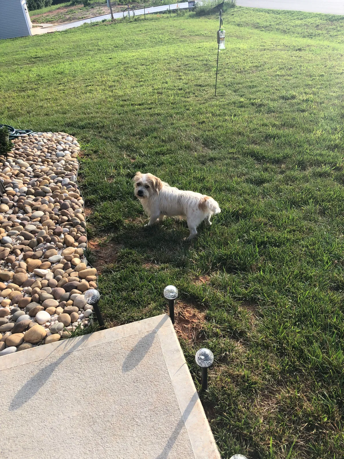 Found dog in Rural Hall, NC, 27045