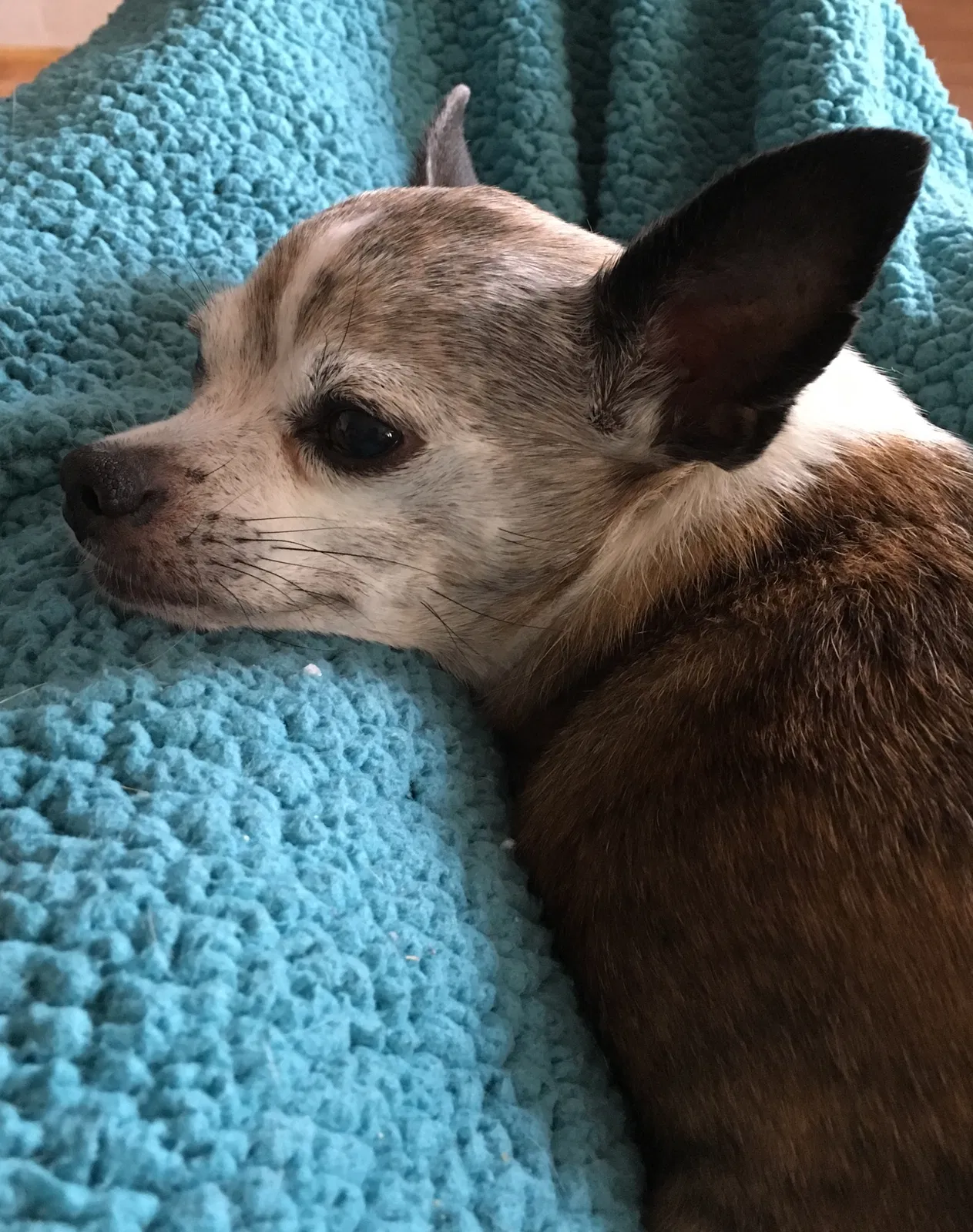 Lost dog in Ferndale, WA, 98248