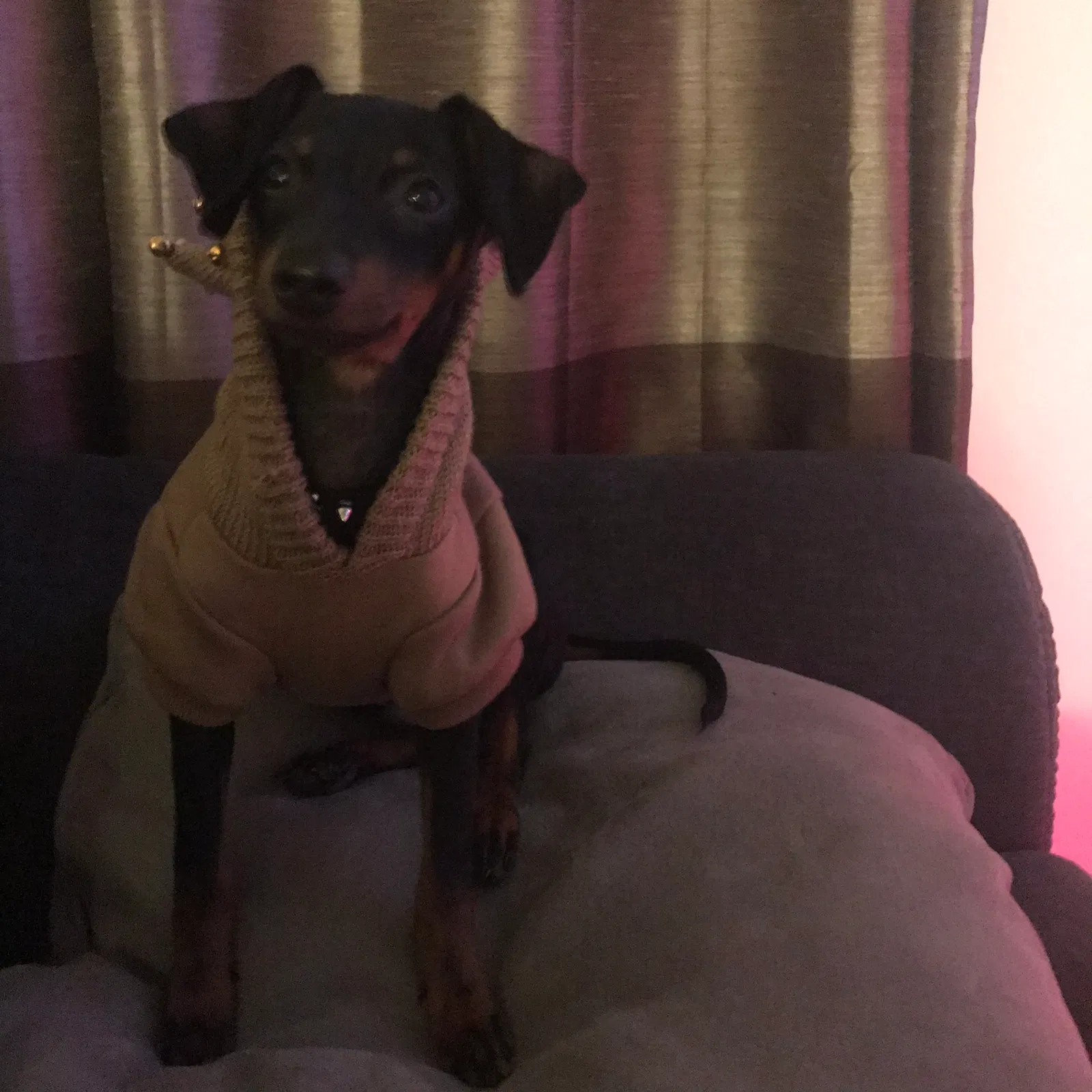 Lost dog in Pflugerville, TX, 78660
