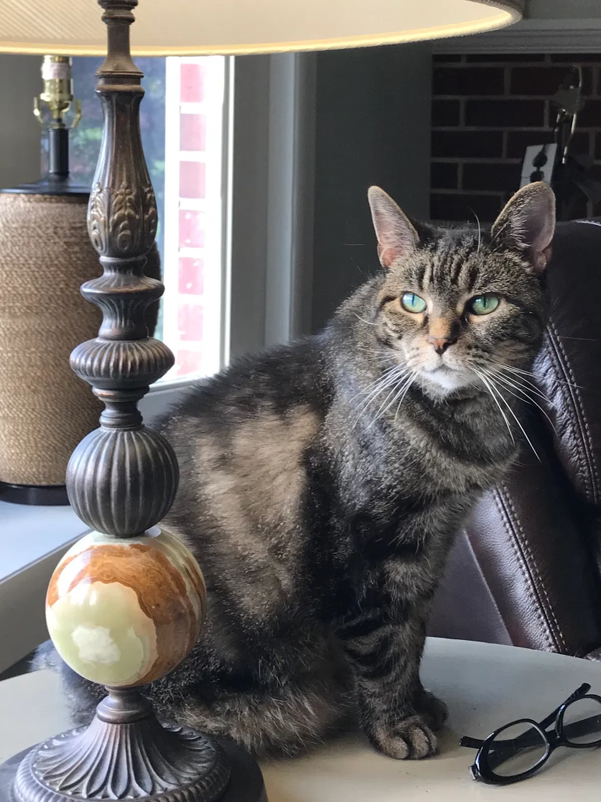 Lost cat in Westminster, MD, 21157