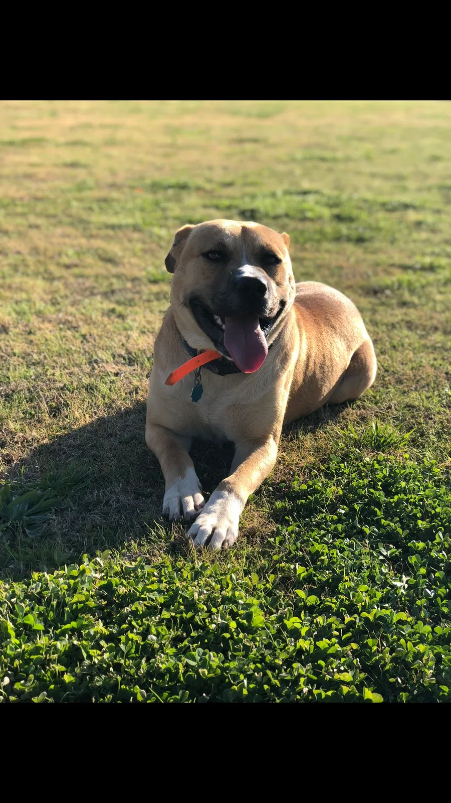 Lost dog in Auburn, AL, 36830