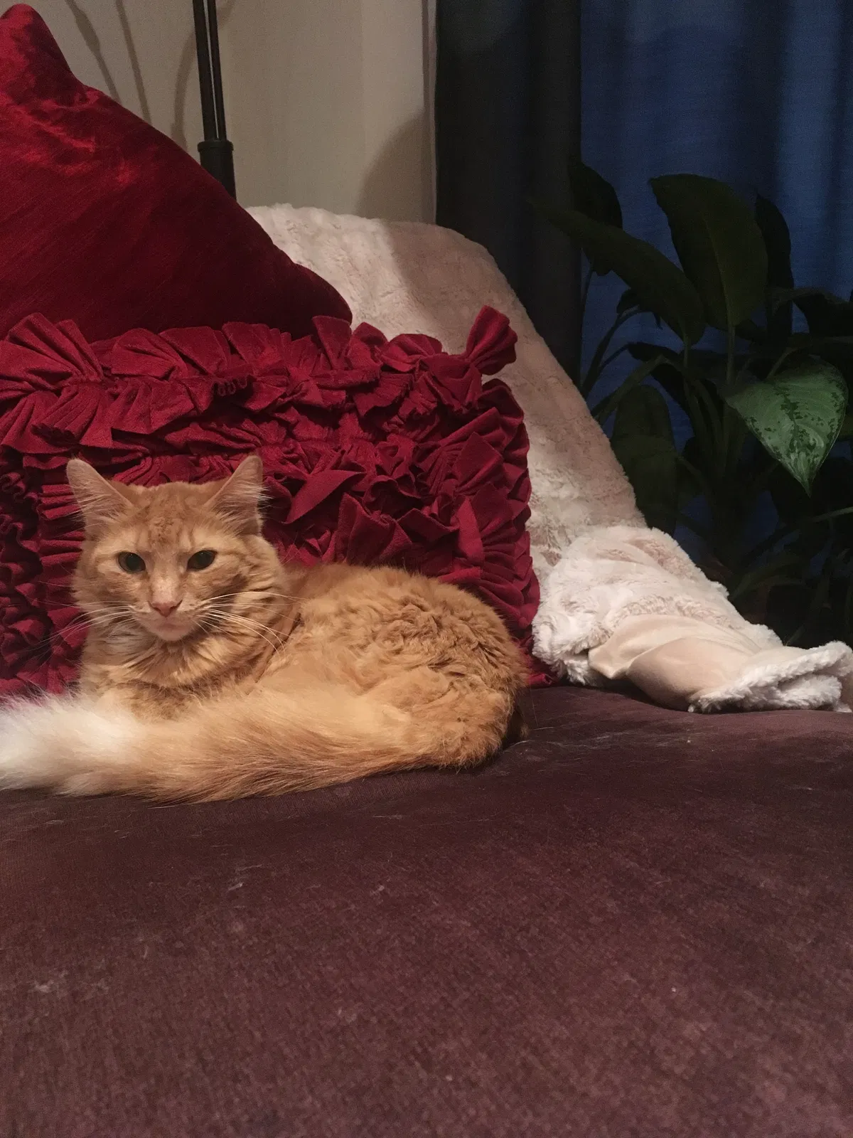 Lost cat in Chicago, IL, 60630