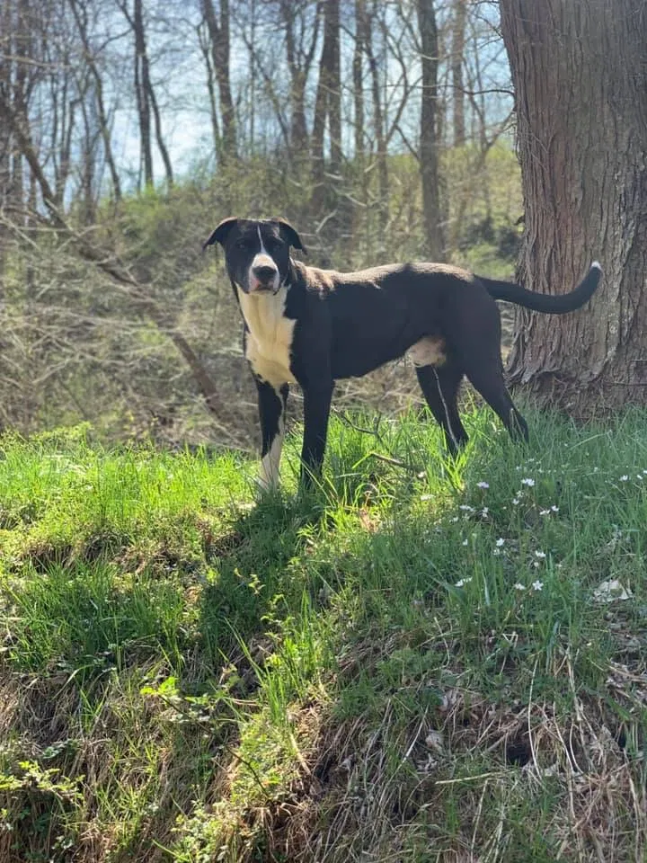 Lost dog in Long Bottom, OH, 45743