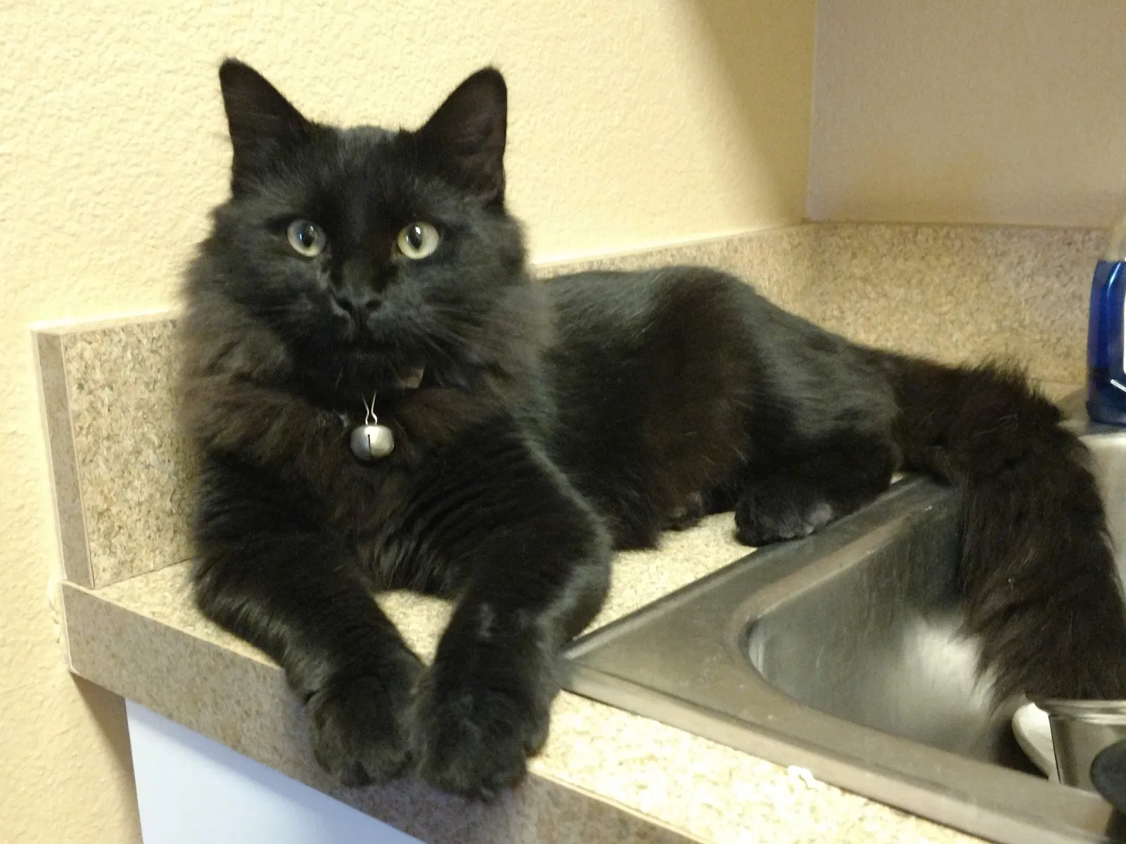 Lost cat in Chapel Hill, TN, 37034