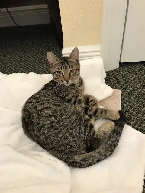 Found cat in Kissimmee, FL, 34747