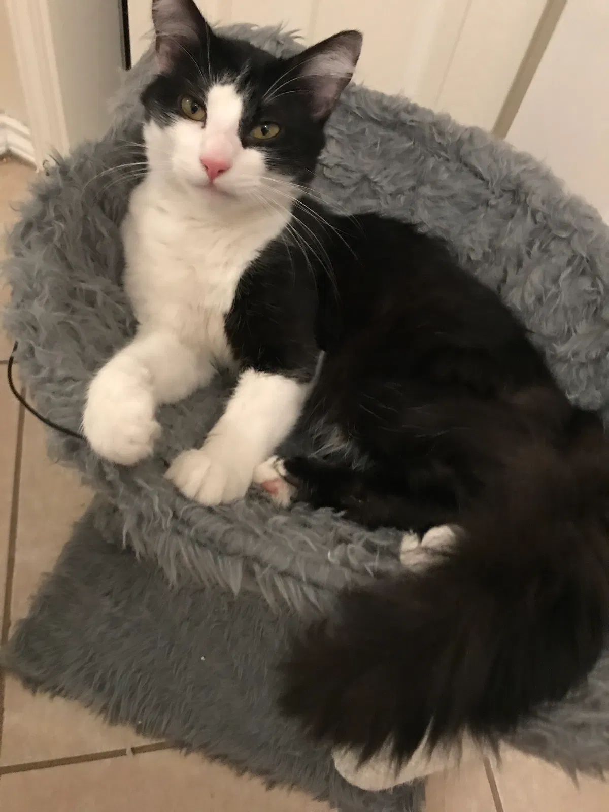 Lost cat in Mcallen, TX, 78501