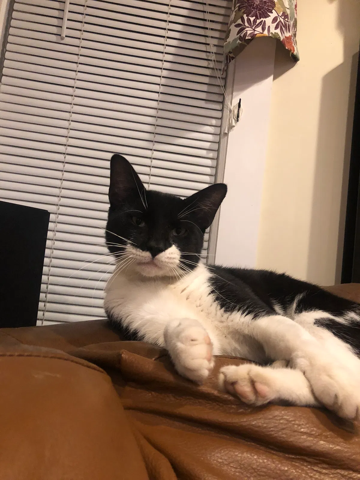 Lost cat in Zion, IL, 60099