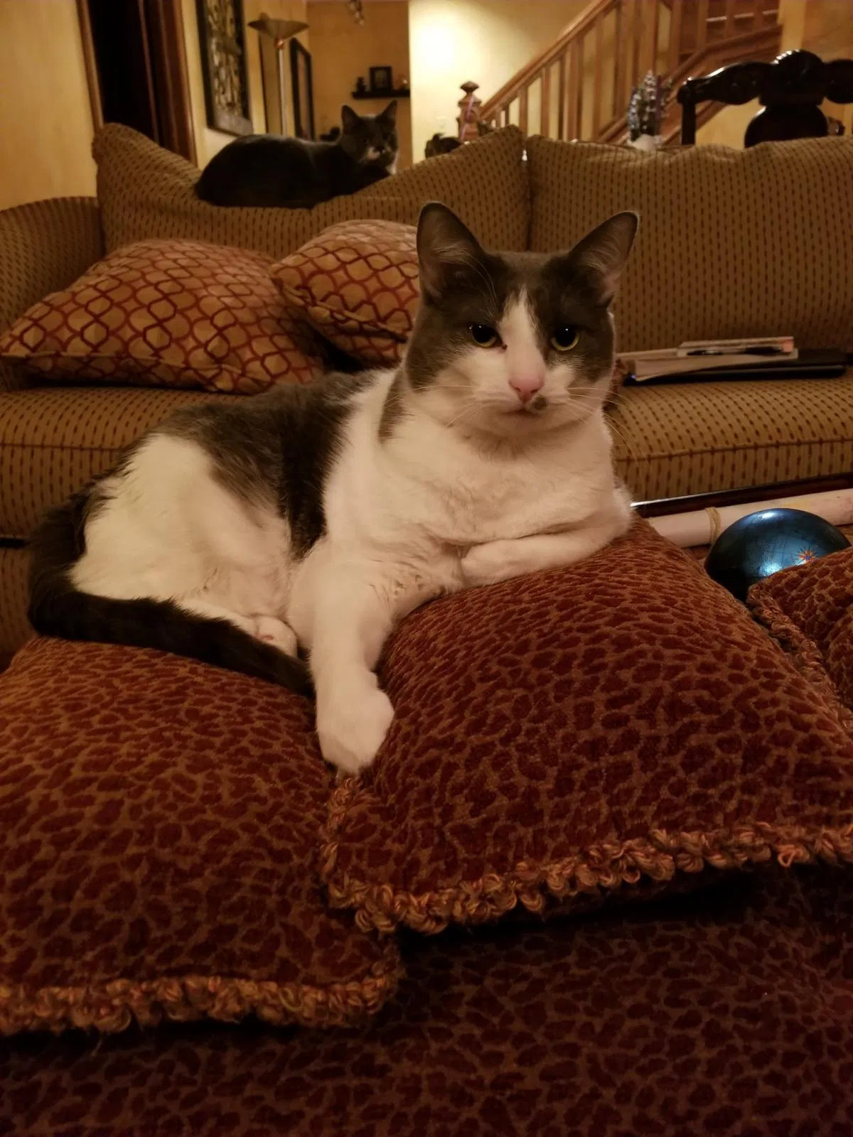 Lost cat in Park Ridge, IL, 60068
