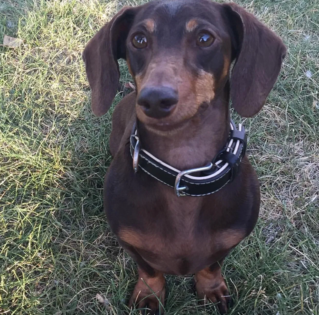 Lost dog in Salt Lake City, UT, 84104
