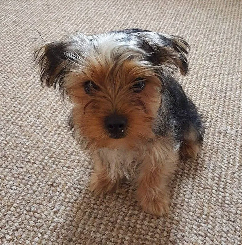 Lost dog in Clermont, FL, 34711