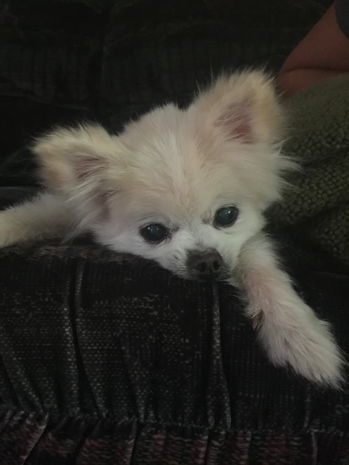Lost dog in Salem, OR, 97305