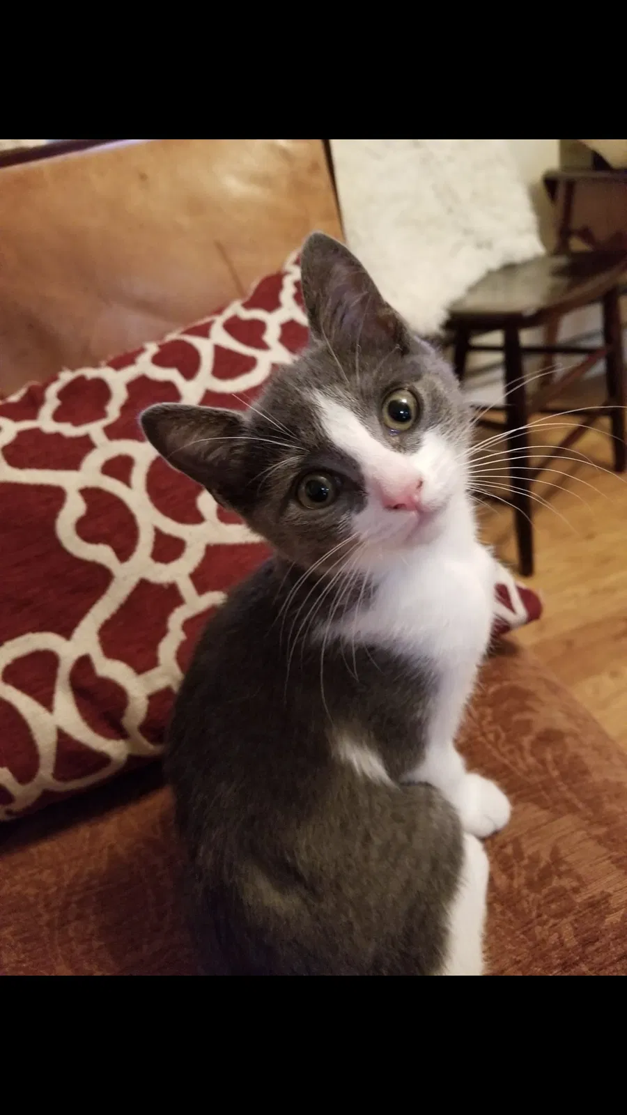 Lost cat in Asheville, NC, 28806