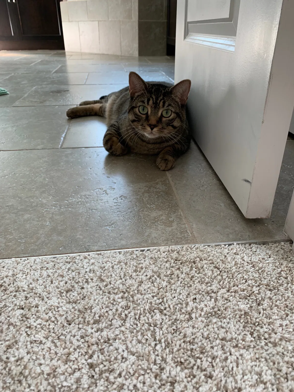 Lost cat in Apex, NC, 27502