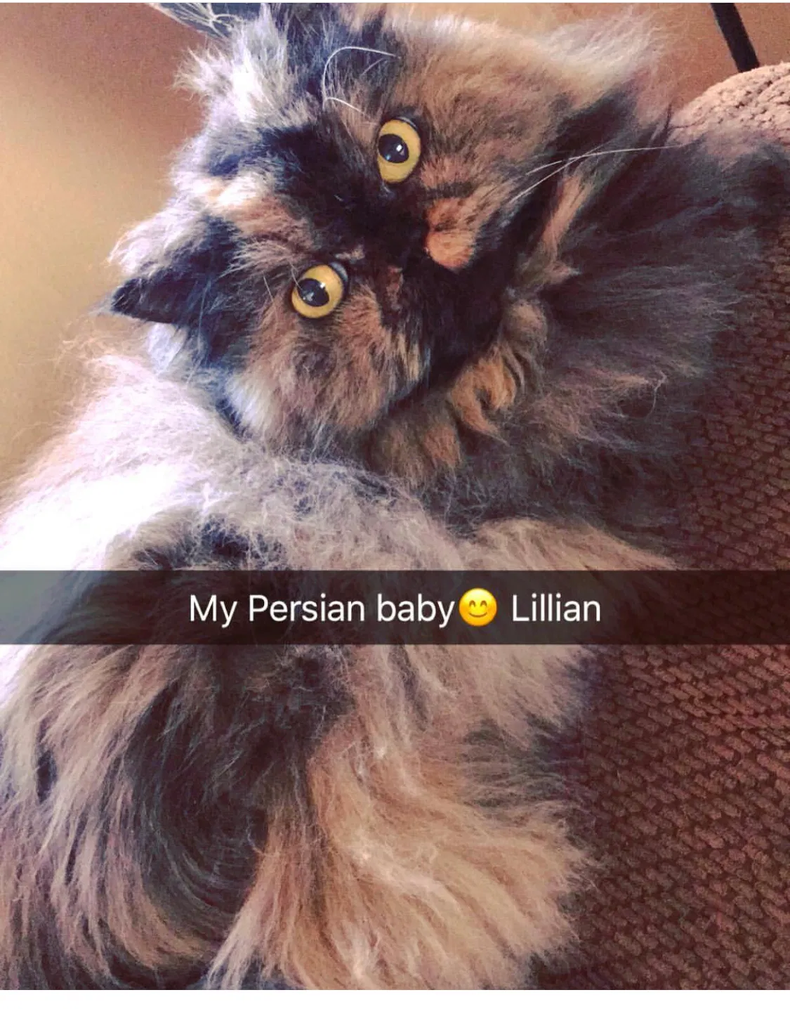 Lost cat in Jackson, WI, 53037