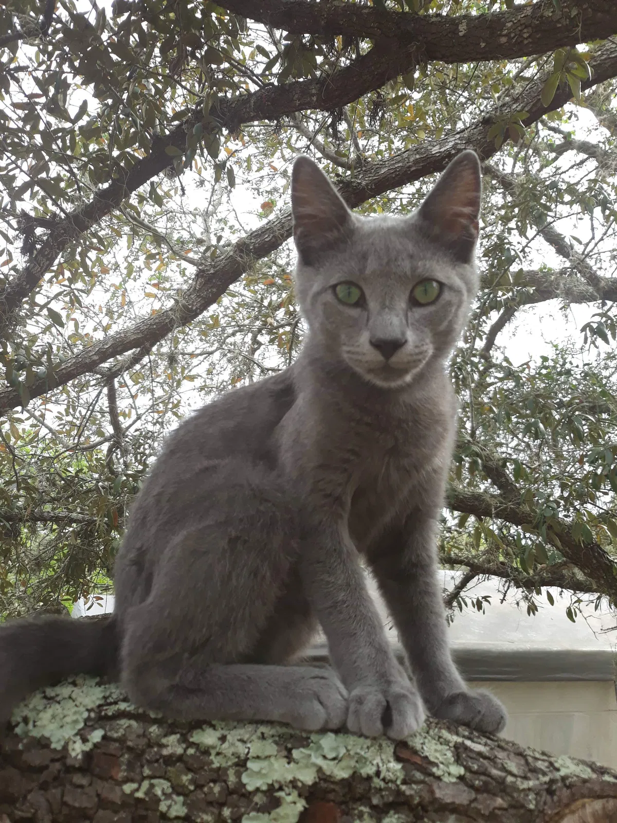 Lost cat in Brooksville, FL, 34613