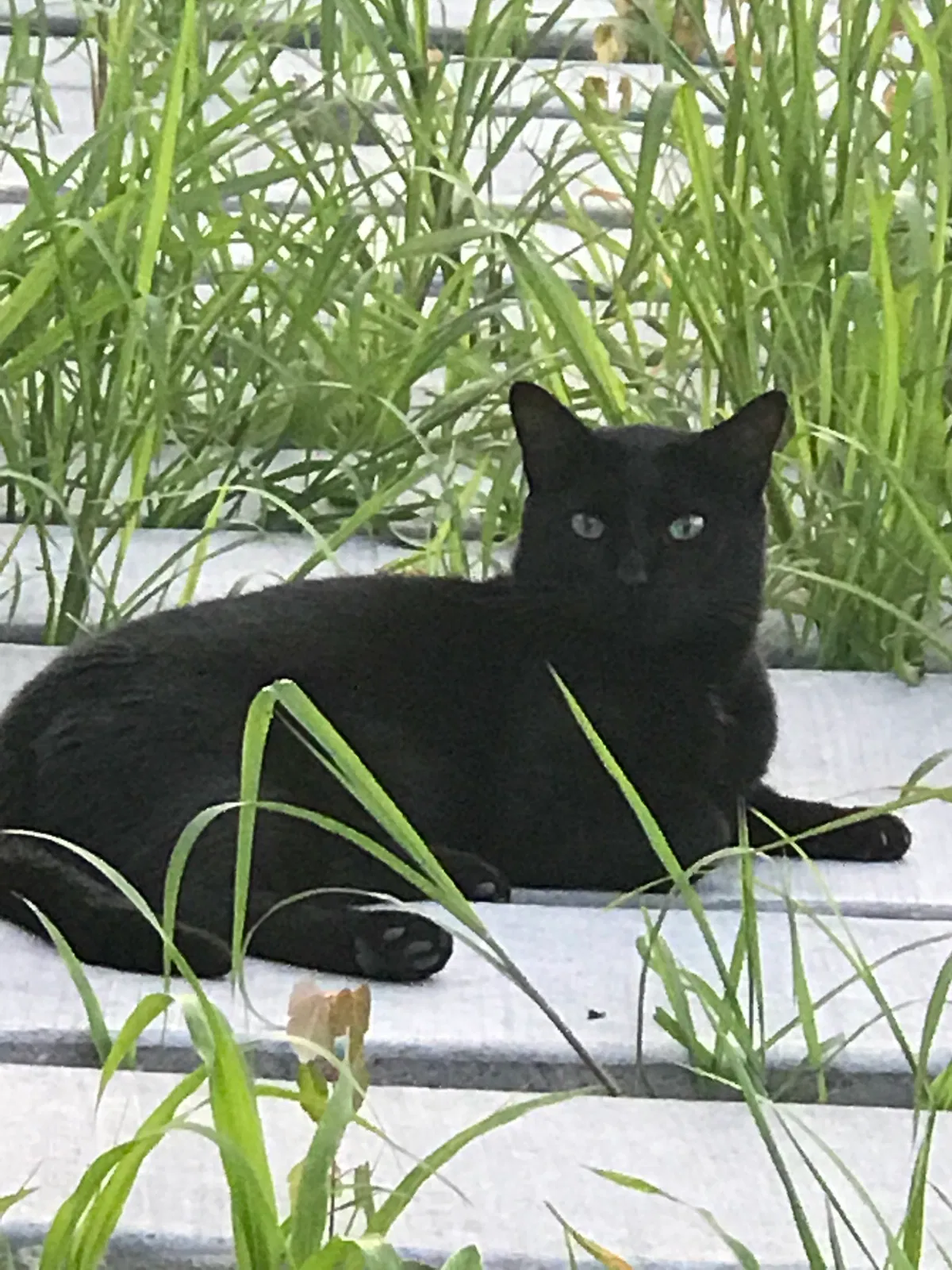 Lost cat in Elk River, MN, 55330