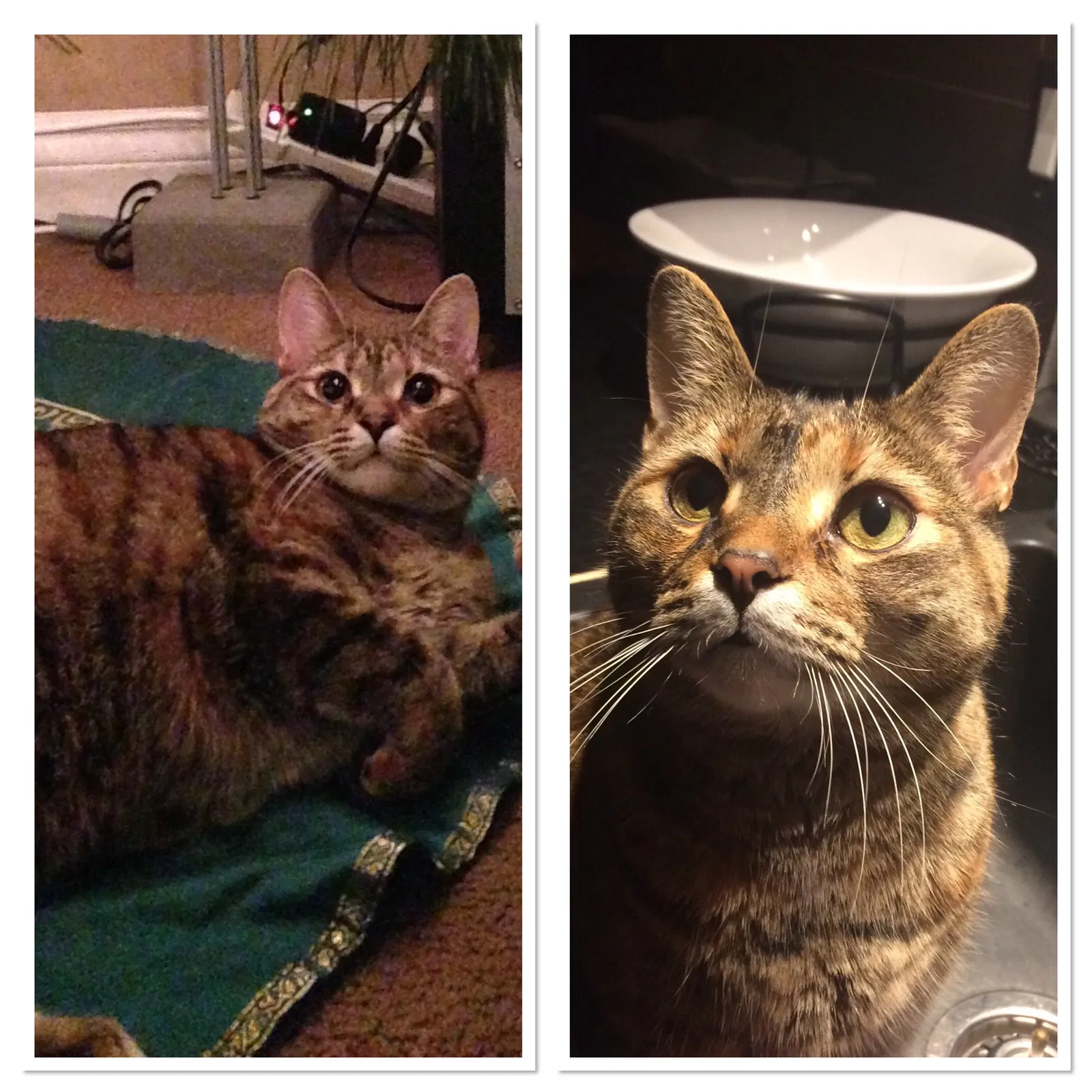 Lost cat in Unknown, OH, 0