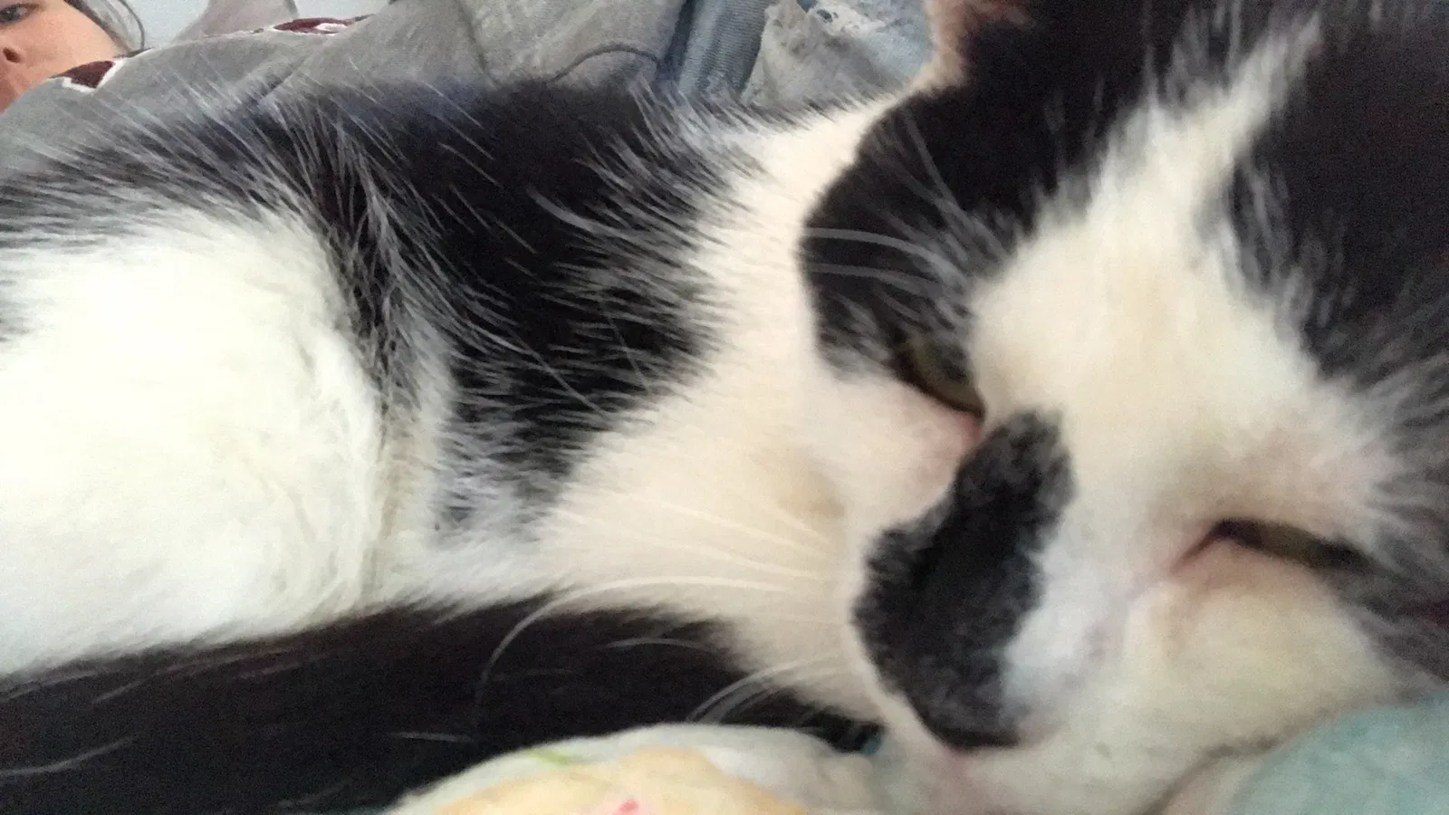 Lost cat in Buffalo, NY, 14210