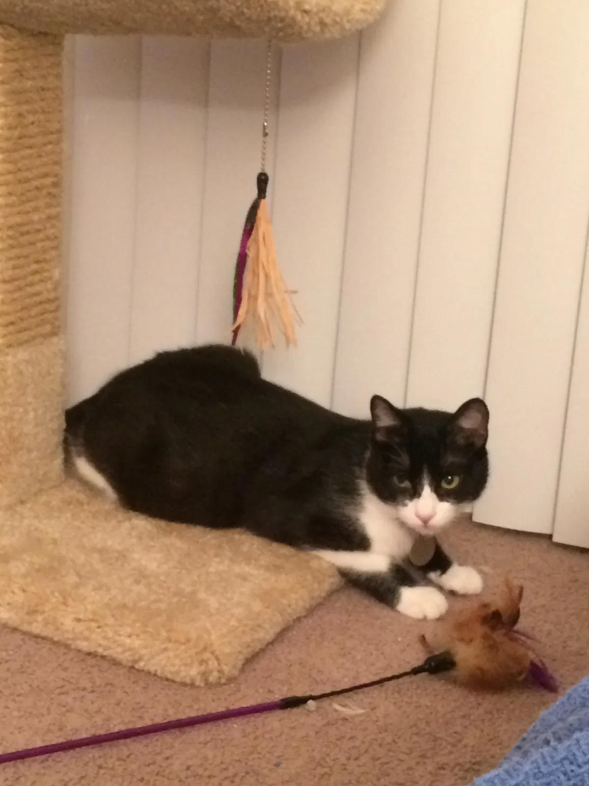 Lost cat in Cleveland, OH, 44111