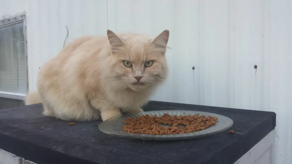 Lost cat in Asheville, NC, 28804