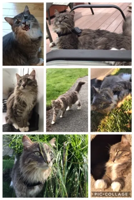 Lost cat in Buzzards Bay, MA, 2532